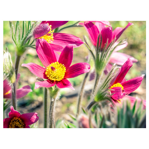 Pulsatilla vulgaris Rubra - Wildemanskruid