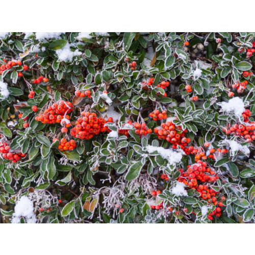 Pyracantha cocc. Red Column - Rode Vuurdoorn