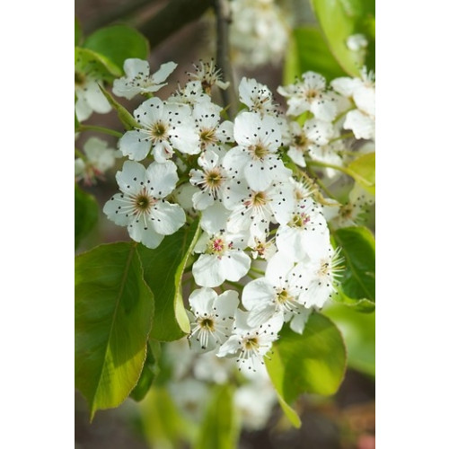 Pyrus calleryana 'Chanticleer' - Sierpeer Leivorm