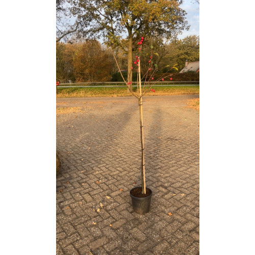 Malus Red Sentinel - Rode sierappel