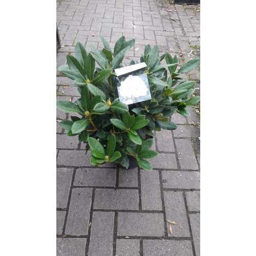 Rhododendron Cunningham's White