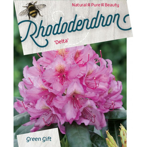 Rhododendron Delta