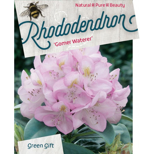 Rhododendron Gomer Waterer