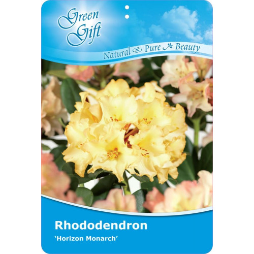 Rhododendron Horizon Monarch