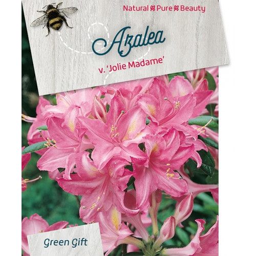 Azalea - Rhododendron 'Jolie Madame'