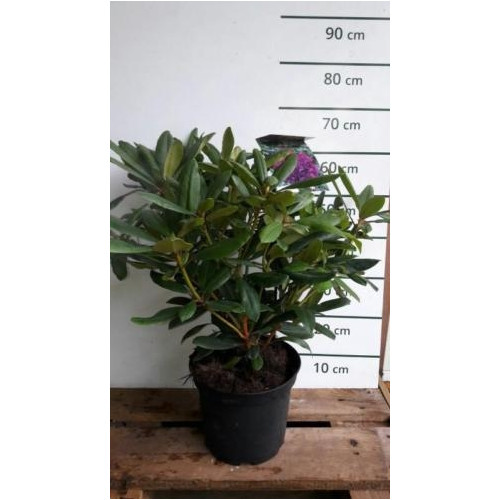 Rhododendron 'Marcel Menard' - Rhododendron
