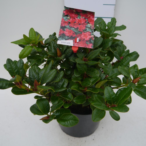Dwergrhododendron - Rhododendron 'Scarlet Wonder'
