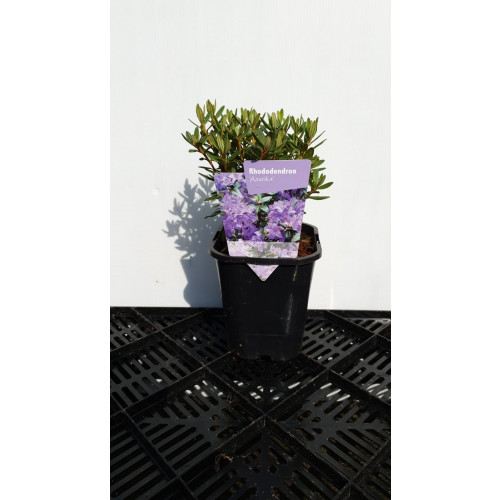 Dwergrhododendron - Rhododendron Azurika