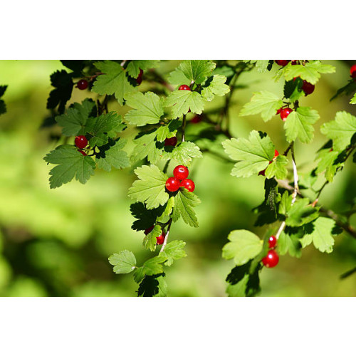 Ribes alpinum - Alpenbes