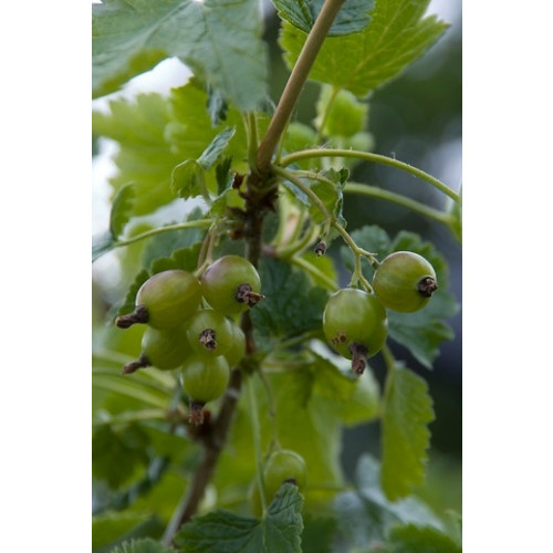 Ribes u.-c. 'Hinnonmäki Grön' Kruisbes