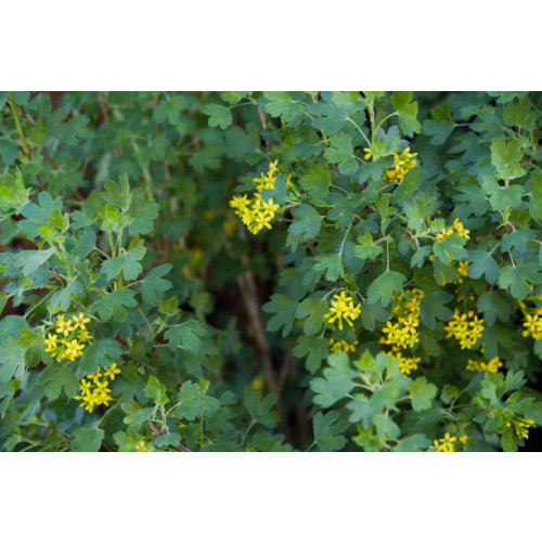 Ribes odoratum - Gele Ribes