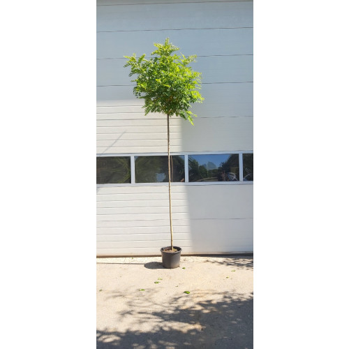 Robinia pseudoacacia Umbraculifera - Bolacacia