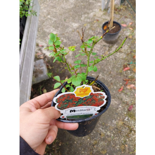 Rosa La Sevillana - Bodembedekker roos