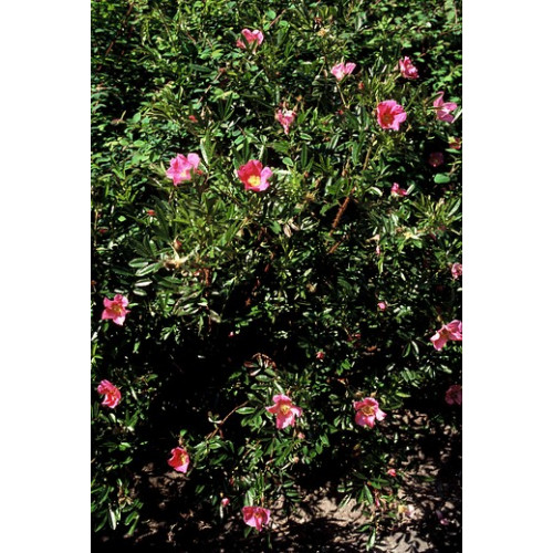 Rosa nitida - Glansroos