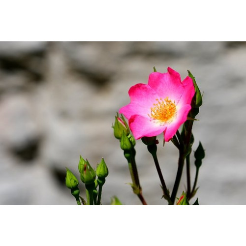 Rosa rubiginosa | Wilde roos | Egelantier