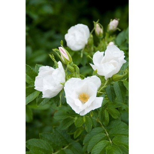 Rosa rugosa Alba - witte bottelroos