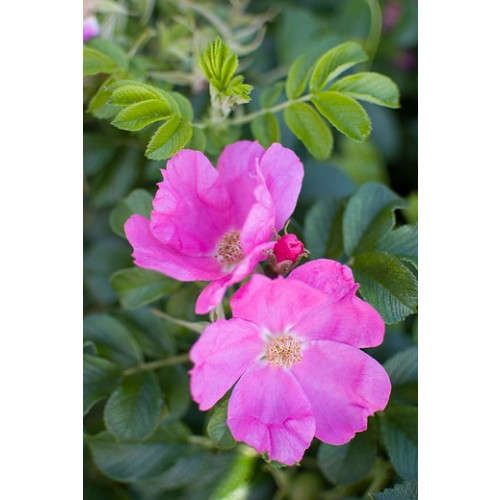 Rosa rugosa Rubra - Bottelroos