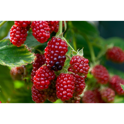 Rubus idaeus - Framboos