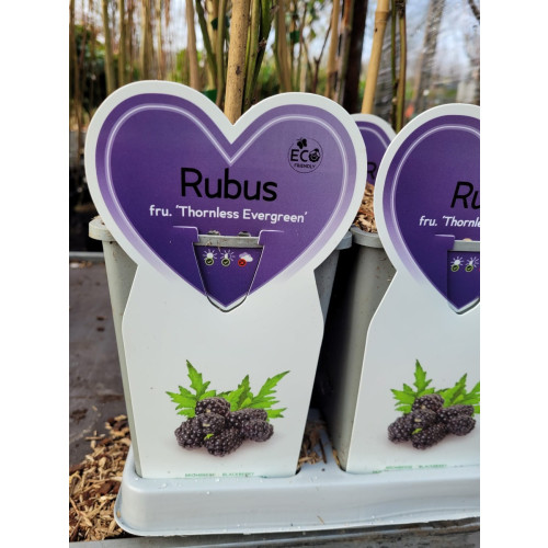Rubus frut. 'Thornless Evergreen' doornloze braam
