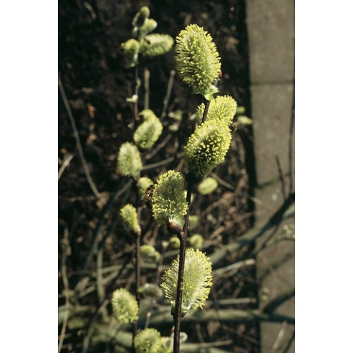 Salix cinerea - Grauwe wilg