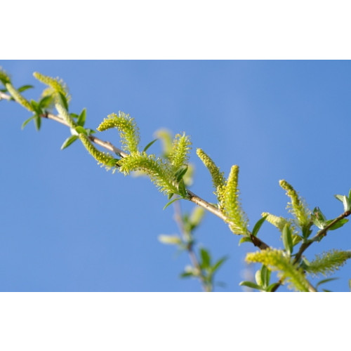 Salix alba Chermesina | Schietwilg