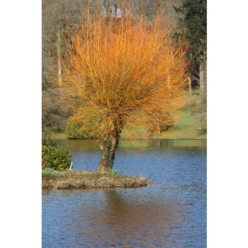 Salix alba Chermesina - Schietwilg - Boom