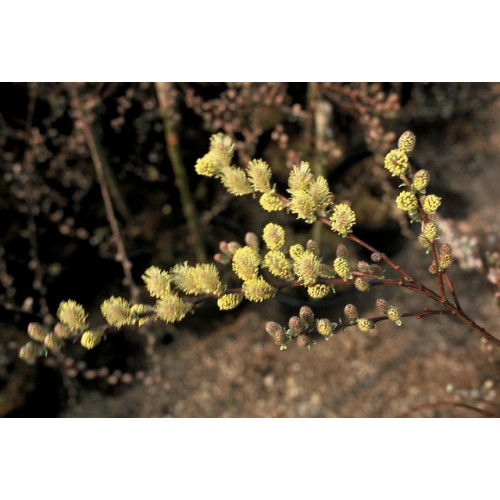 Salix repens - Kruipwilg