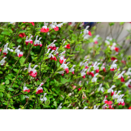 Salvia micr. Hot Lips - Salie