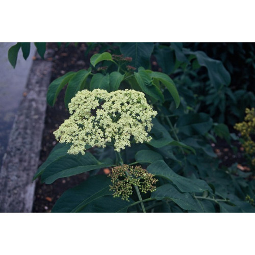 Sambucus nigra - Gewone Vlier