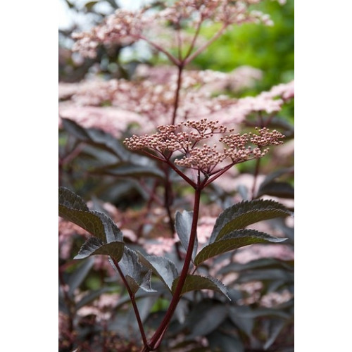 Zwarte vlier - Sambucus nigra Black Lace