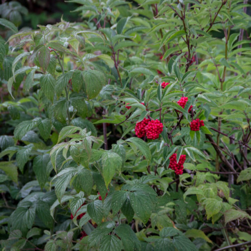 Sambucus racemosa - Trosvlier