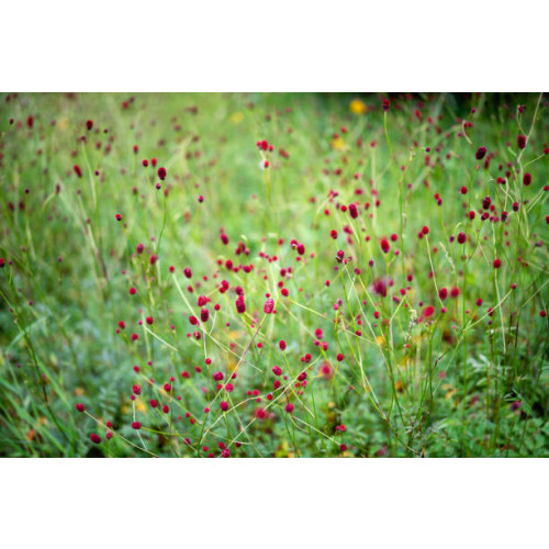 Sanguisorba off. Tanna - Pimpernel