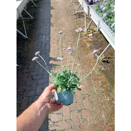 Scabiosa japonica - Duifkruid