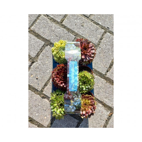 Sempervivum - 6 Pack