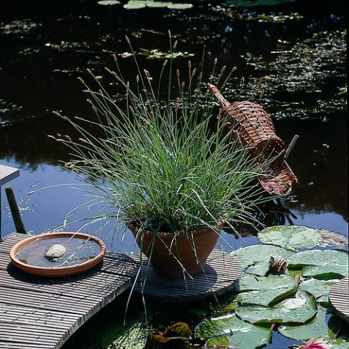 Sesleria caerulea - Blauwgras