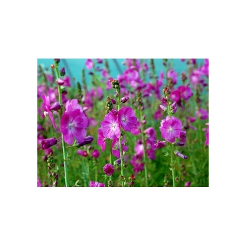 Sidalcea oregana Brilliant - Griekse Malva