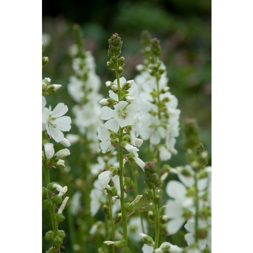 Sidalcea candida Bianca - Griekse Malva