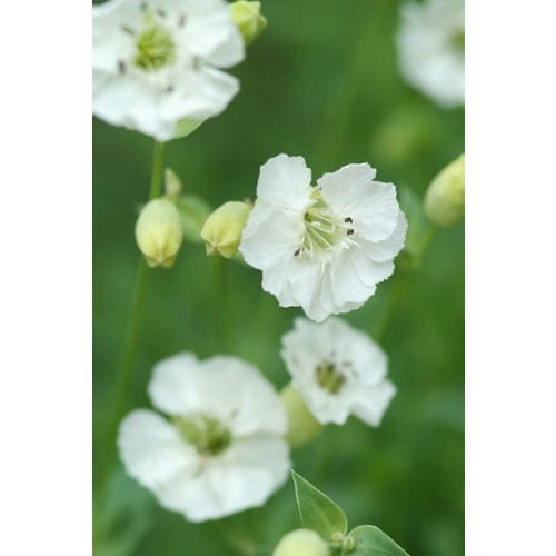 Silene maritima - Lijmkruid