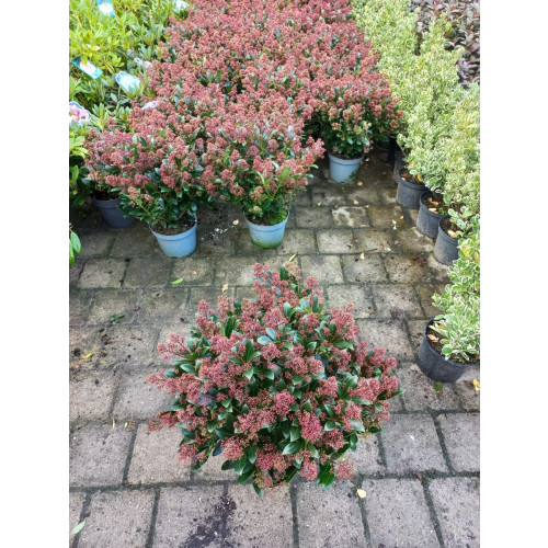 Skimmia japonica Rubella