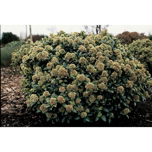 Skimmia japonica 'Fragrant Cloud'