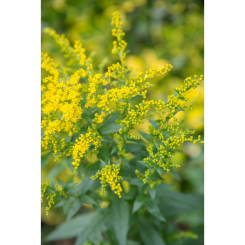 Solidago Goldkind - Guldenroede