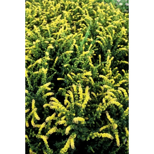 Solidago Strahlenkrone - Guldenroede