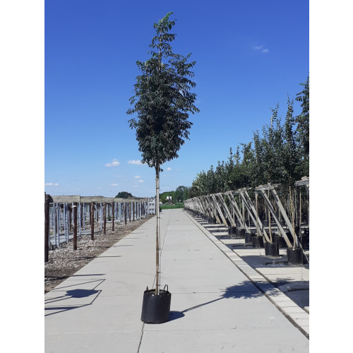 Sorbus aucuparia Edulis - Lijsterbes - boom