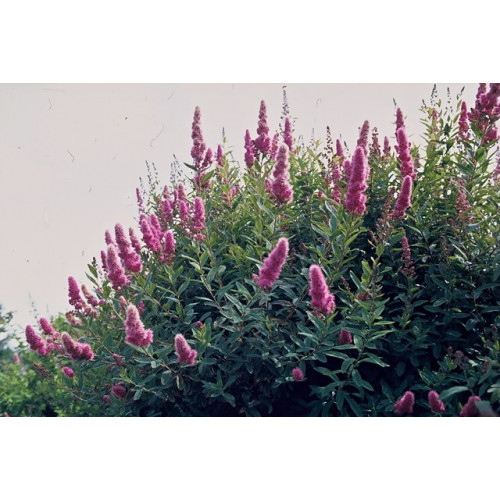 Spiraea billiardi - Spierstruik - Spirea