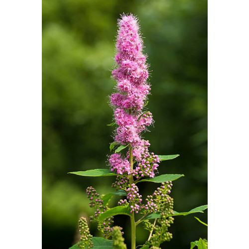 Spiraea billiardi - Spierstruik