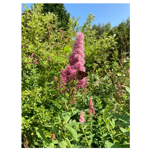 Spiraea douglasii | Spierstruik | Spirea