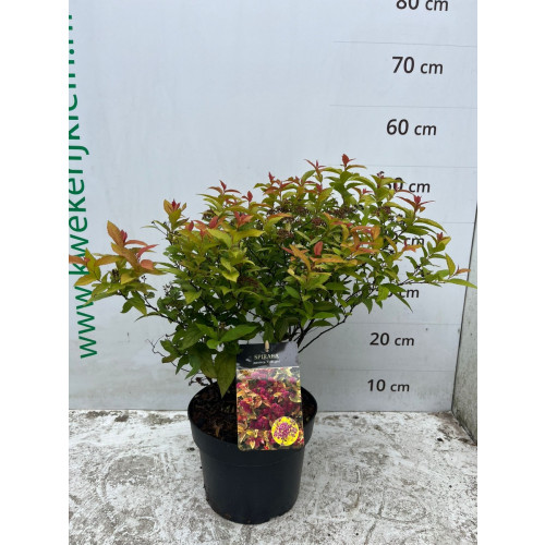 Spierstruik - Spiraea japonica Firelight - Spirea