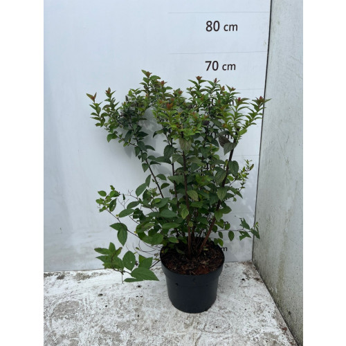 Spiraea jap. Manon - Spierstruik