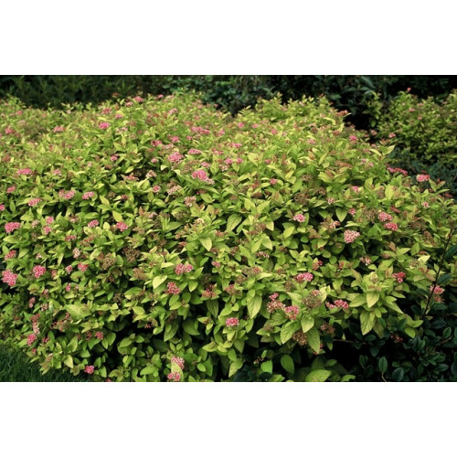 Spiraea japonica 'Little Princess' - Spierstruik - Spirea