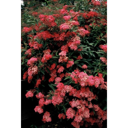 Spiraea japonica 'Anthony Waterer' - Spierstruik - Spirea